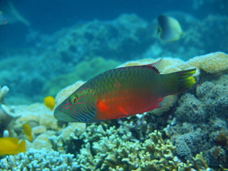Naklejka na ściany i meble Coral fish, Island Bali