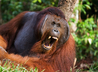 Dominant male orangutan yawns. Indonesia. The island of Kalimantan (Borneo). An excellent illustration. © gudkovandrey