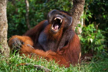 Dominant male orangutan yawns. Indonesia. The island of Kalimantan (Borneo). An excellent illustration.