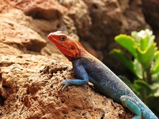 Naklejka na ściany i meble a close-up for a chameleon in Kenya's national Park