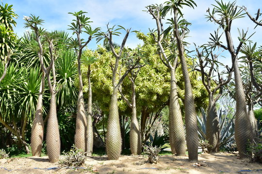 Tall Pachypodium Geati cactus