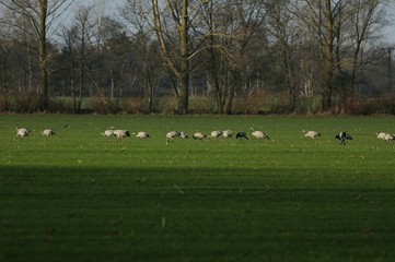 &Uuml;berwinternde Kraniche 
