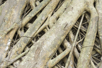 Big tree root