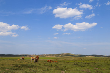 Fototapeta premium Cattle were grazing on the pasture