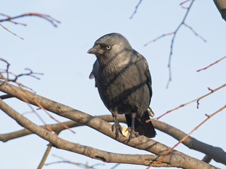 kawka © Henryk Olszewski