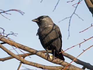 kawka © Henryk Olszewski