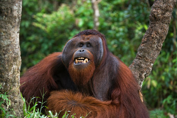 Dominant male orangutan yawns. Indonesia. The island of Kalimantan (Borneo). An excellent illustration. © gudkovandrey