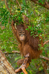 A baby orangutan in the wild. Indonesia. The island of Kalimantan (Borneo). An excellent illustration.