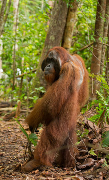 A big dominant male is standing on hind legs in the jungle. Indonesia. The island of Kalimantan (Borneo). An excellent illustration.