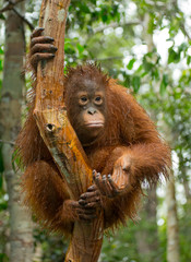 A baby orangutan in the wild. Indonesia. The island of Kalimantan (Borneo). An excellent illustration.