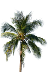 Naklejka na ściany i meble Coconut tree isolated on white background