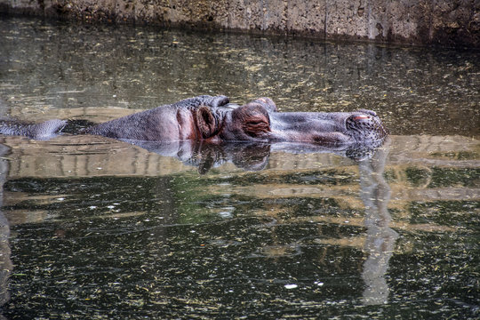 Snout of hippo is in the green pond