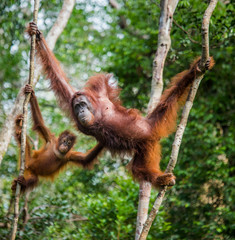 The female of the orangutan with a baby in a tree. Indonesia. The island of Kalimantan (Borneo). An excellent illustration. © gudkovandrey