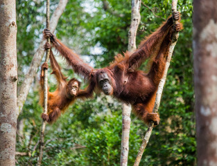 Female of the orangutan with a baby in a tree. Indonesia. The island of Kalimantan (Borneo).  - obrazy, fototapety, plakaty