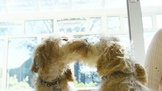 Woman relaxing at home with 2 playful young cocker-poo puppies. 
