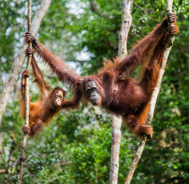 The female of the orangutan with a baby in a tree. Indonesia. The island of Kalimantan (Borneo). An excellent illustration.