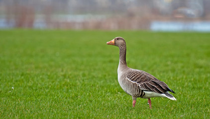 Goose on the shore of a lake in winter