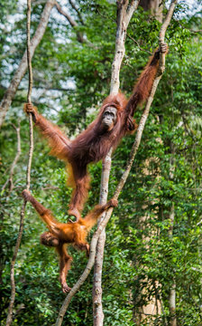 The female of the orangutan with a baby in a tree. Indonesia. The island of Kalimantan (Borneo). An excellent illustration.