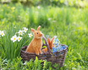 Naklejka premium red rabbits outdoor