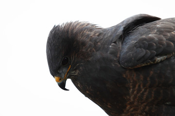 The black kite, Milvus migrans