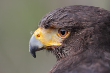 Parabuteo unicinctus head