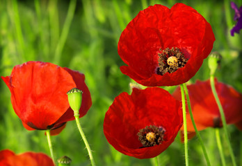 Meadow with beautiful bright red poppy flowers in spring
