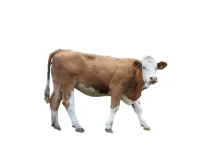 Stoff pro Meter Freigestellte Kuh © BJFF