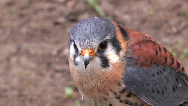 american kestrel (falco sparverius), also known as sparrow hawk, beating his wings closeup