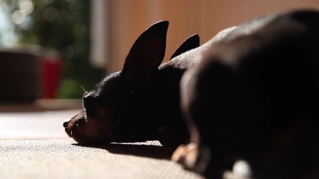Zwergpinscher schl&auml;ft vor der Haust&uuml;r #2
