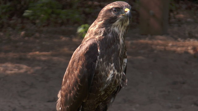 common buzzard (buteo buteo) being on the prowl, turning around