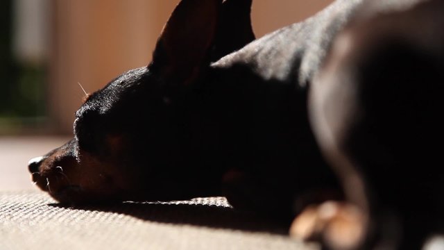 Zwergpinscher schl&auml;ft vor der Haust&uuml;r