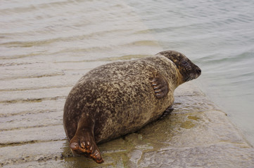 Femelle phoque veau-marin