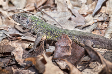 lizzard in the leaves