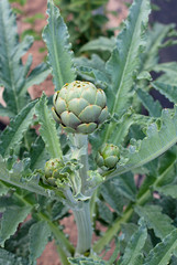 growing artichoke