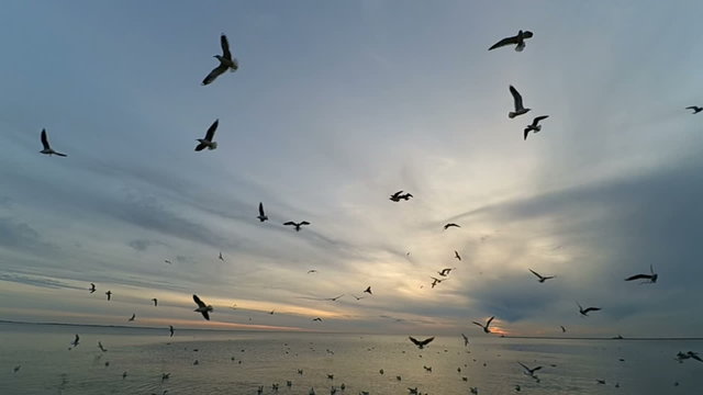 Seagulls in the sky. Slow motion.