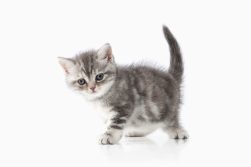 Cat. Small silver british kitten on white background