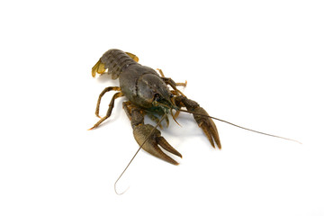 Astacus astacus