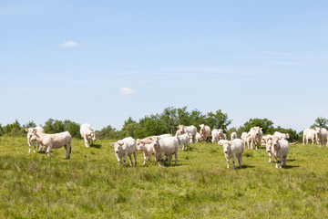 Fototapeta na wymiar Large herd of white Charolais beef cows and calves grazing in a spring pasture standing looking alertly at the camera with copyspace