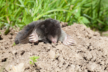 European mole, Talpa europaea, above ground on a molehill in green grass viewed low angle