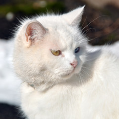 Fototapeta premium white cat on the road