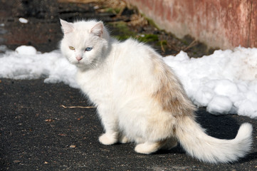 white cat on the road