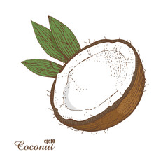Coconut. Woodcut style. Hand drawn sketch walnut. Color vector illustration.