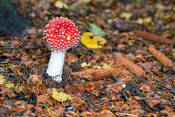 spotted toadstools in the woods