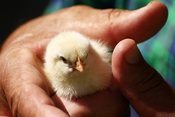 Cute small chick in hand