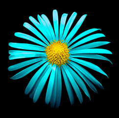 Surreal bright chrome cyan chrysanthemum flower macro isolated on black
