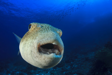 Giant Puffer fish