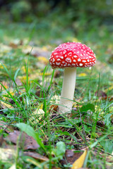 Toadstool on a fall landscape floor