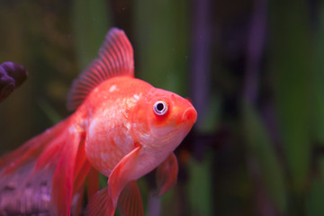 Fish in an aquarium