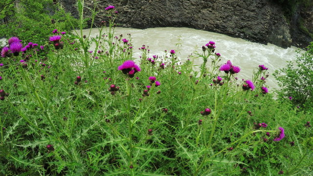 On riverbank Thistle
