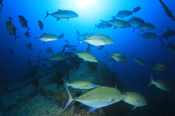 Naklejka na ściany i meble Underwater coral reef and tropical fish
